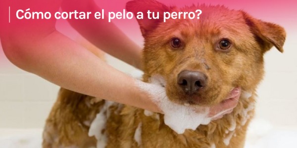 Cómo cortar el pelo a tu perro